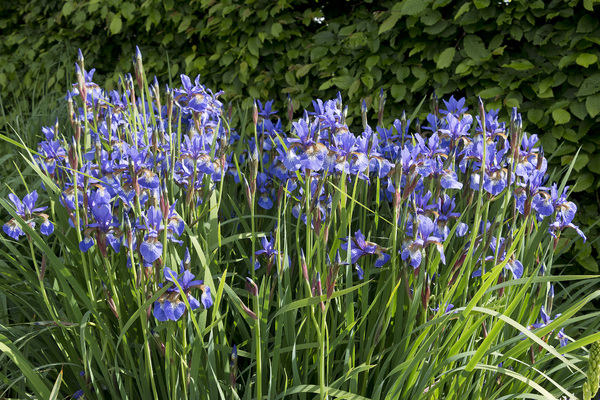 Blue iris flowers