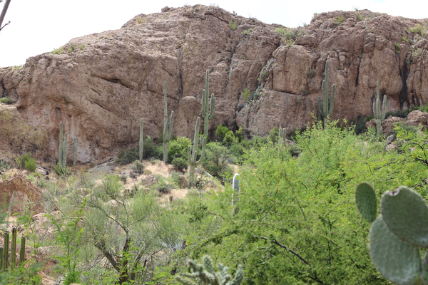 Southwest Desert, Globe, Az.