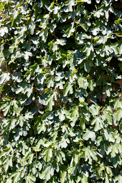 Fig leaves background