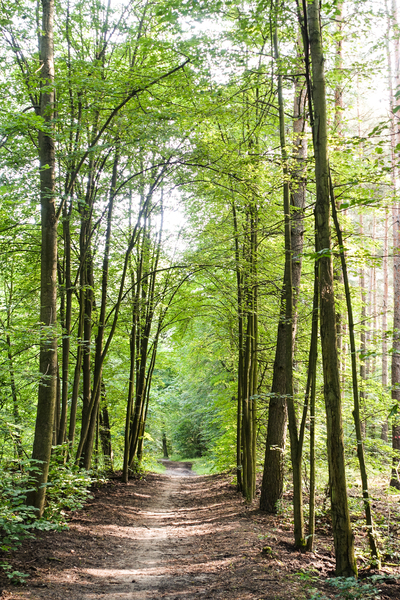 summer forest walkway