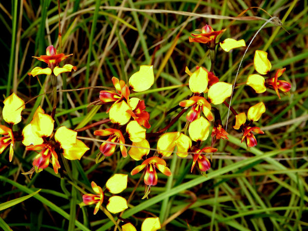 small bush orchid2
