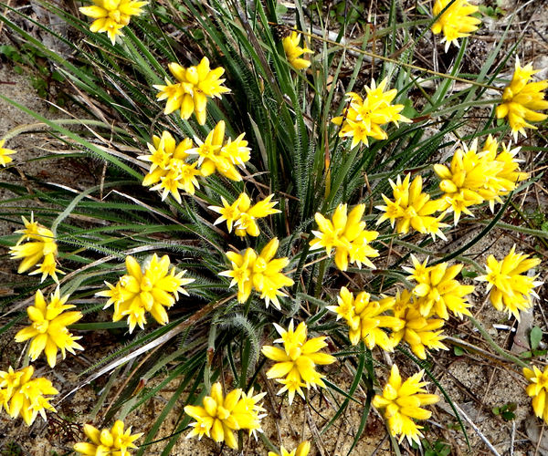 yellow cottonhead wildflowers2