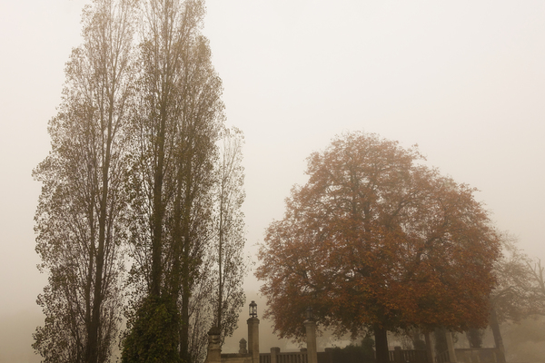 foggy autumn trees scenery