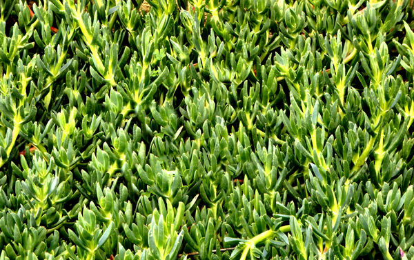 succulent ground cover1