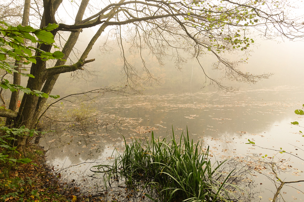 foggy lake scene