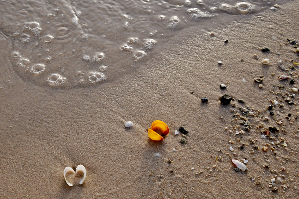 Sea shells lying on the sand