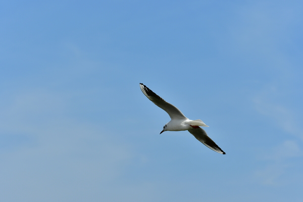 Sea Gull in Flight: Flying Sea Gull over the sea front in the blue sky at the sea shore. Free and wild these seagulls are everywhere and they are so beautiful when they have their wings open in the sky