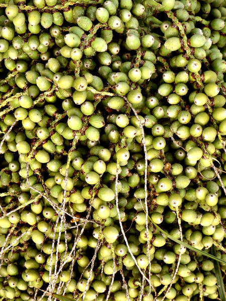 palm tree fruit bunch