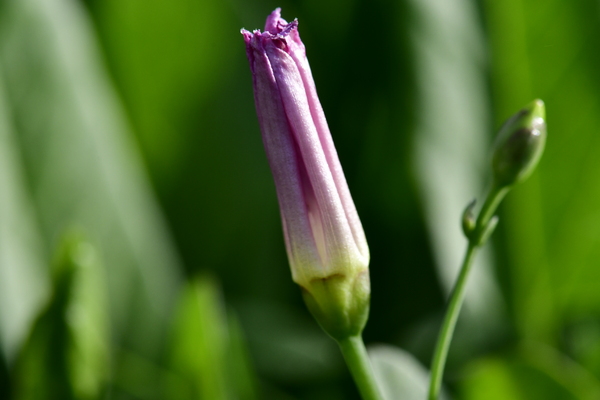 young flower bud