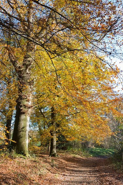 Autumn forest footpath