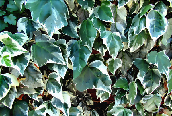 painted ivy wall colours1