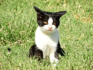 Wild Cat with Green eyes: a Wild cat with green eyes was playing on the grass near the beach with other cats and super telephoto Nikon lens was used to capture his portrait very close