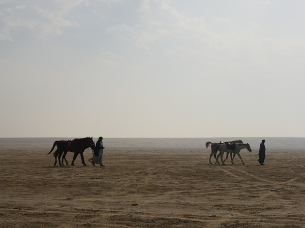 Riding horses in the desert