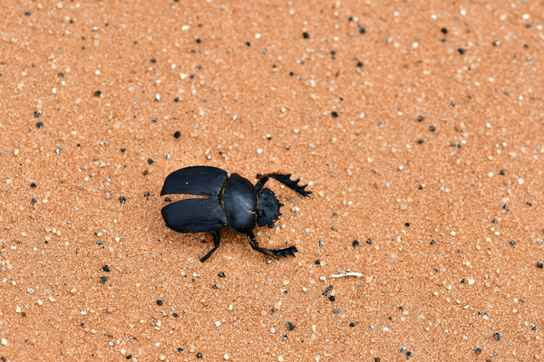 Desert Beetle Insect