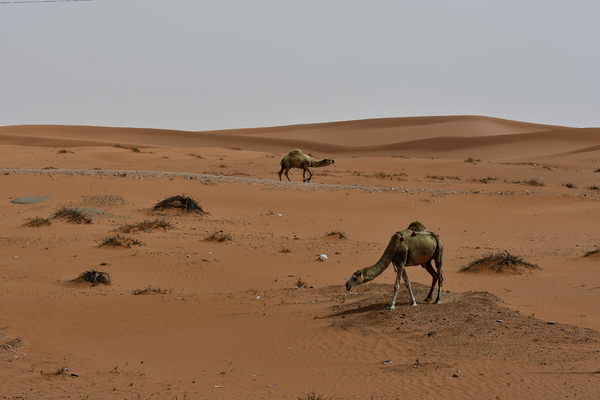 Camels found in the desert