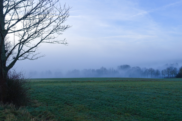 foggy winter meadow