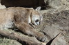 schlafender Cougar