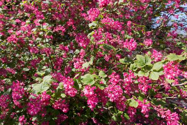 Flowering currant bush
