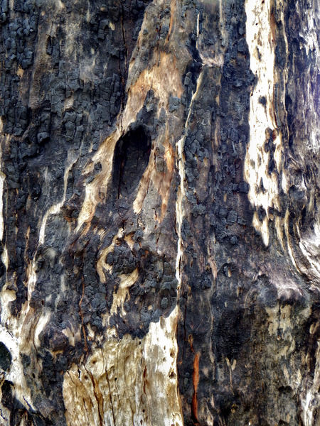 scarred burnt tree trunk2