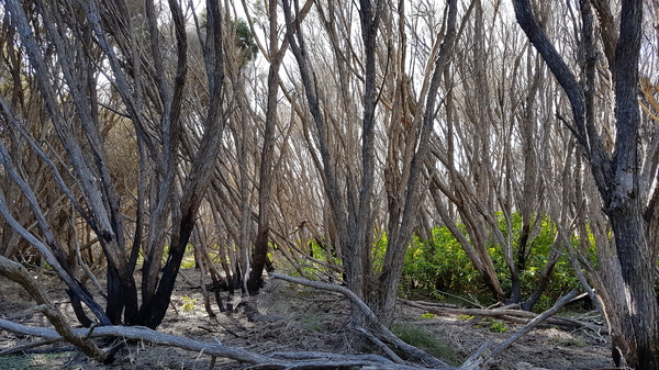 Windswept trees Eden Australia