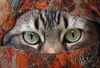 olhos de gato