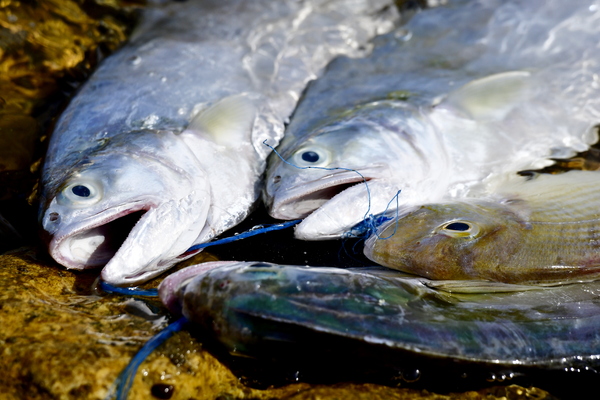 fresh fish from the ocean