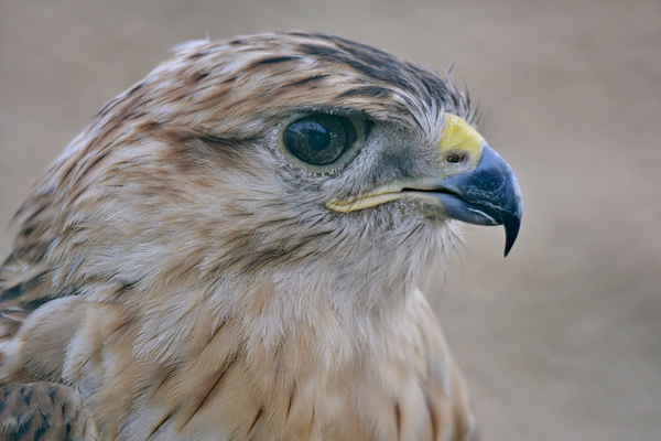 Portrait of the Brown Falcon