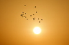 Birds flying at sunrise