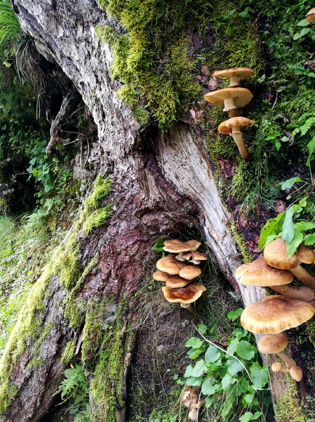pilze, mushrooms