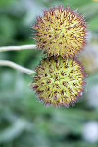 ripe globe artichoke plant  Free stock photos - Rgbstock - Free