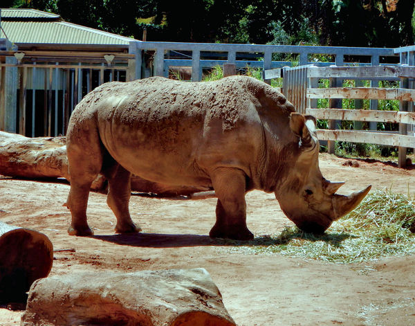 muddy white rhino1
