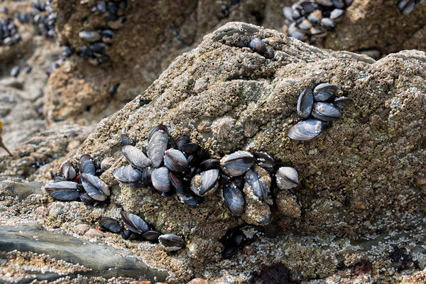 Mussels and barnacles