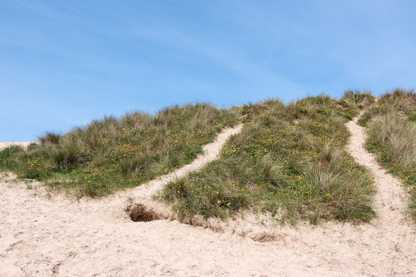 Sand dune plants
