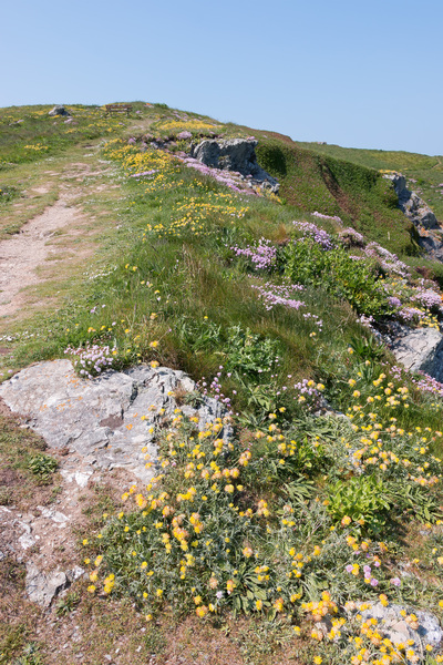 Coastal path and flowers