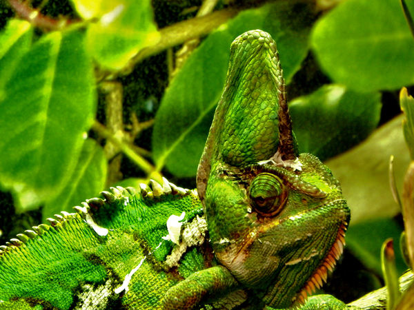 chameleon camouflage3