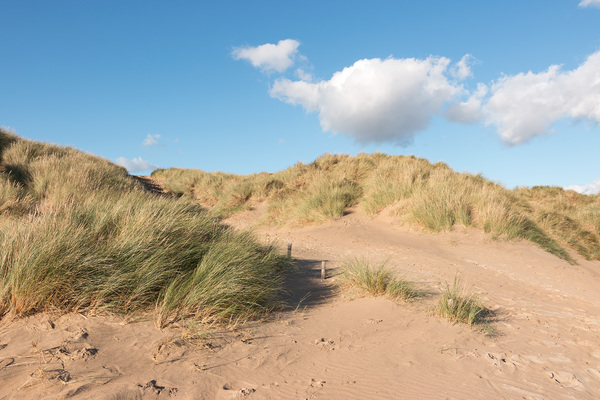Sand dunes with marram grass