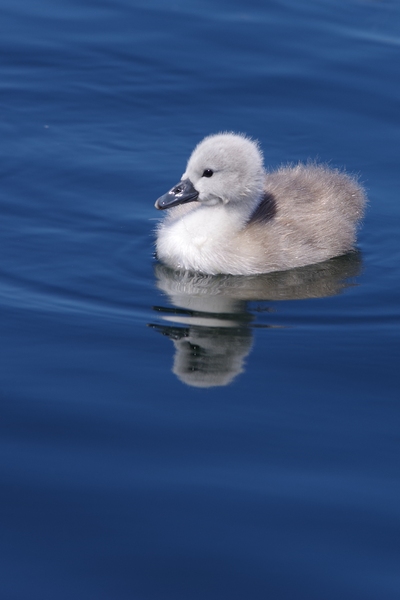 Duckling in blue water