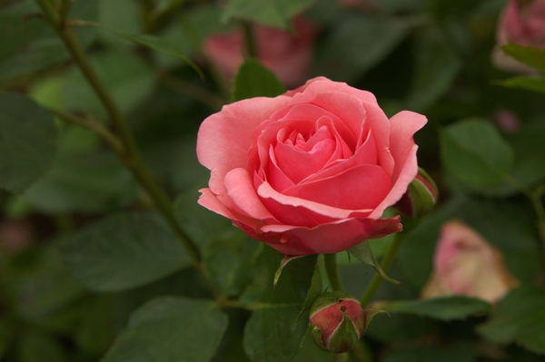 Pink rose, closeup