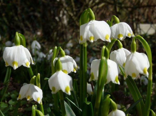Snowdrops 'Arrival of Spring' 