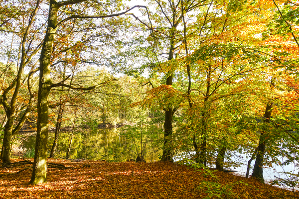 autumn lake scene