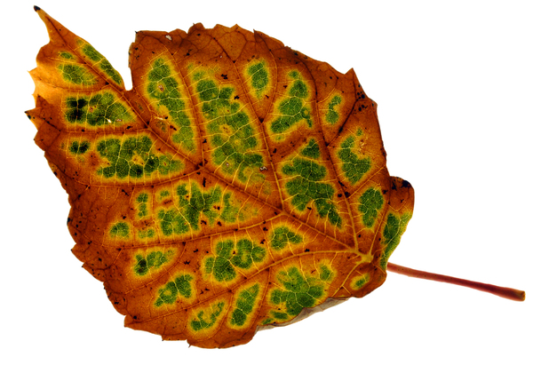 Autmn leaf