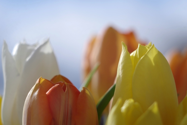 Tulips in many colors