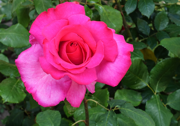 big pink rose