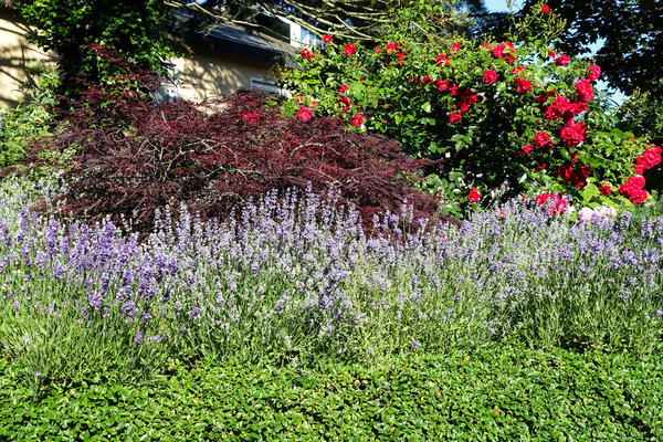 lavender and rose garden