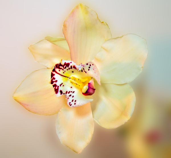 orchid blossom