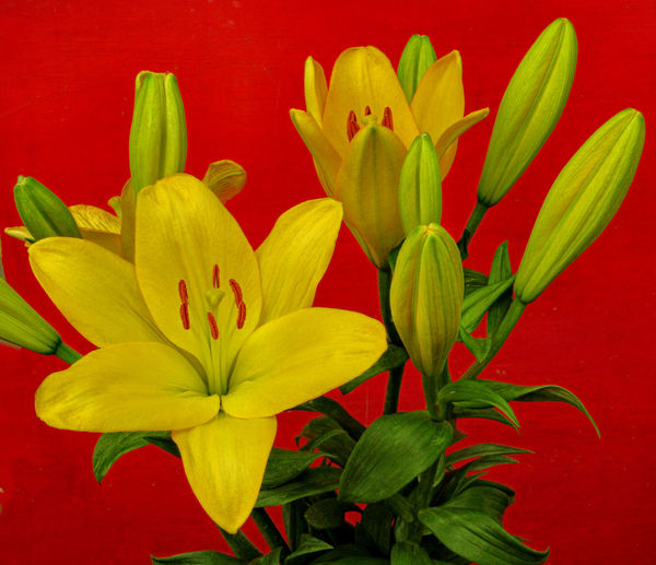 golden flower arrangement5