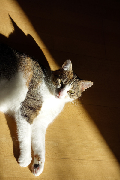 cat in sunlight 2