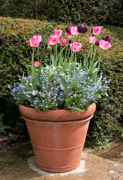 Tulip flowerpot
