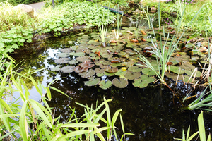 garden pond with water lilys