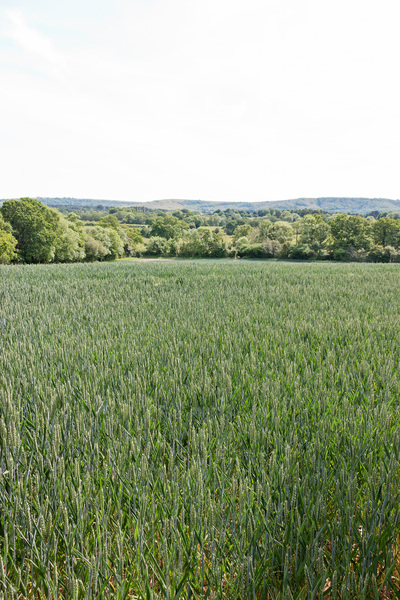 Developing wheat field: A growing wheat crop in West Sussex, England.